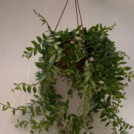 עציץ תליה אשיננטוס מונה ליזה/ קרוליין