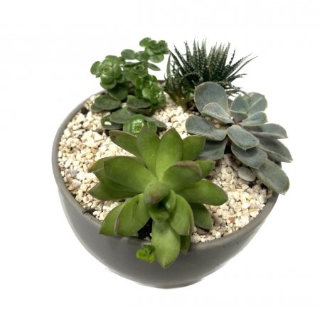 קוקטייל סוקלנטים/ קקטוסים