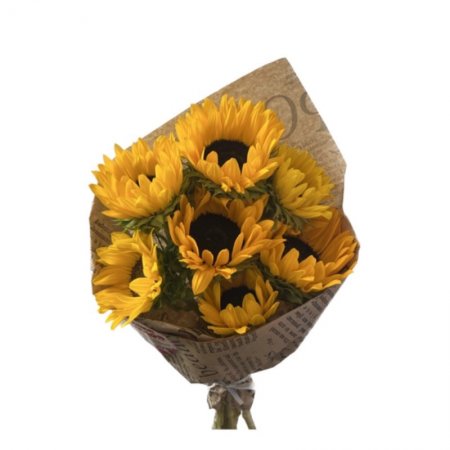 באנץ חמניות