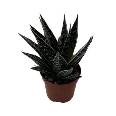 אלוורה טיקי