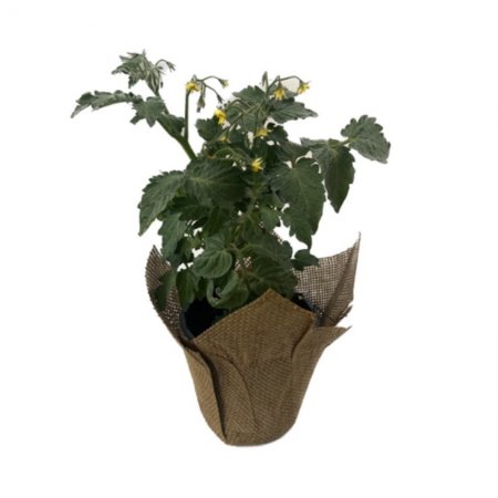 שתיל עגבניות שרי