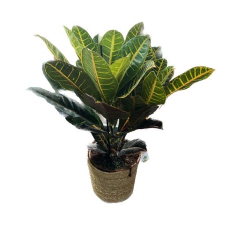 קרוטון פטרה