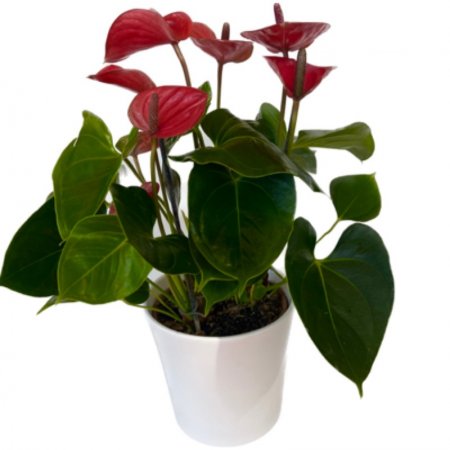 עציץ אנטוריום בכד קרמיקה