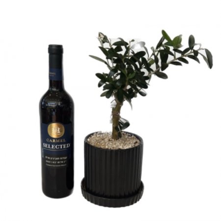 עץ זית ננסי עם יין קברנה סובניון