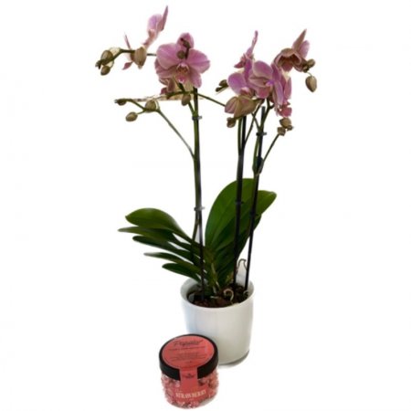 סחלב מיקרו 3 ענפים מיבוא עם פופקורן