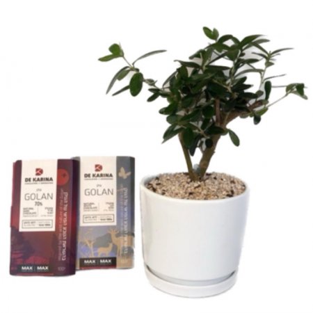 עץ זית ננסי עם שוקולד דה קרינה