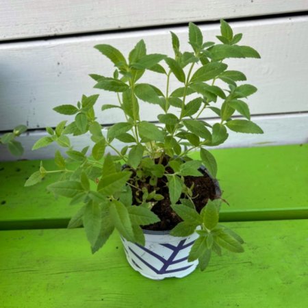 לואיזה Lavish Louisa