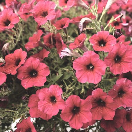 עציץ פיטוניה