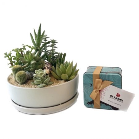 קערת סוקולנטים עם סולו כחול