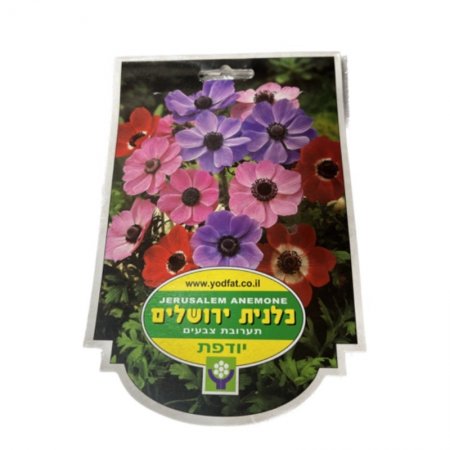 פקעות כלנית