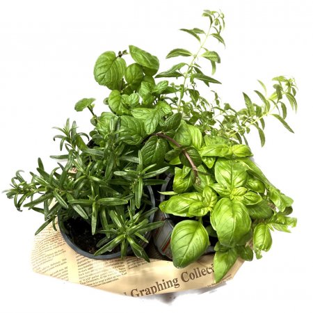 מארז צמחי תבלין