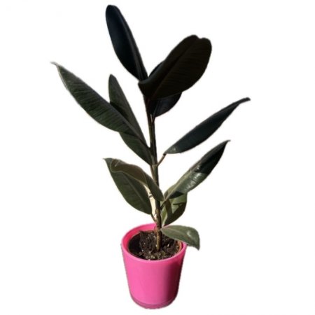 פיקוס גומי שחור