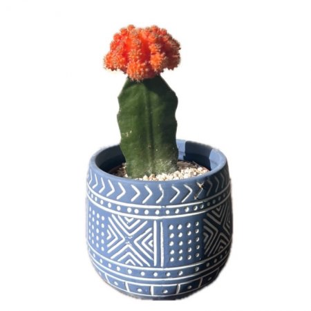 קקטוס מורכב