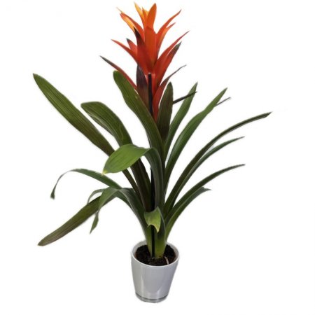 גוזמניה לשונית