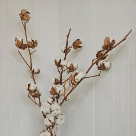 ענף כותנה טבעית