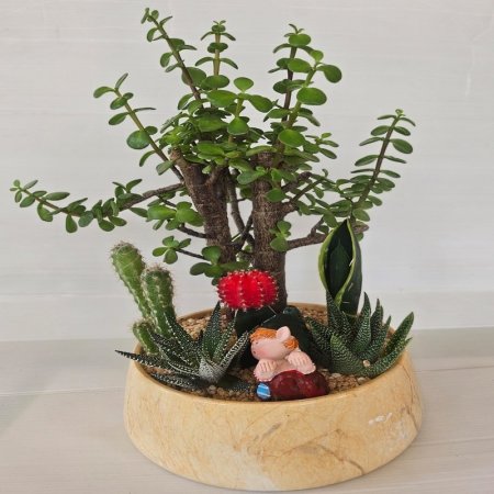 עץ האושר עם סוקולנטים