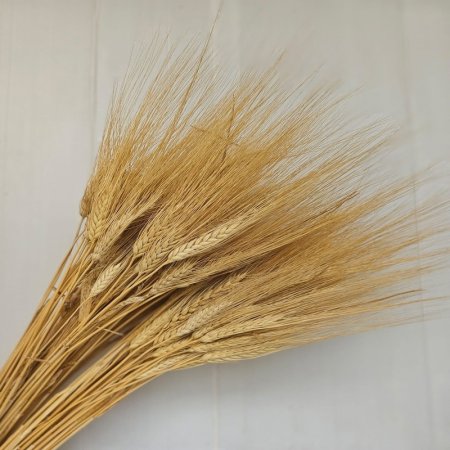 צרור שיבולים/ חיטה