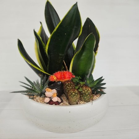 קוקטייל סוקולנטים שתול בכלי קרמיקה