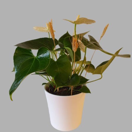 אנטוריום לבן