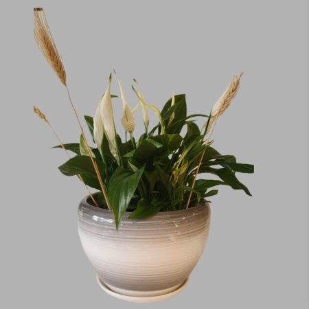 ספטיפליום לבן חגיגי