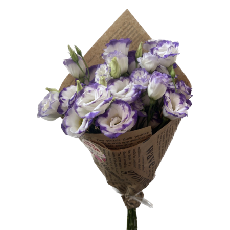 באנץ' ליזינטוס סגול לבן