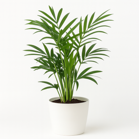 עציץ דקל קנציה