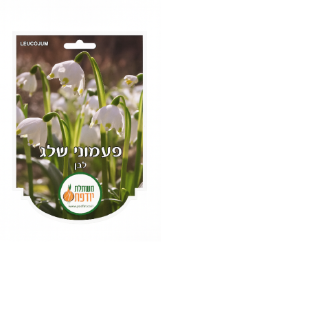 פקעות פעמוני שלג