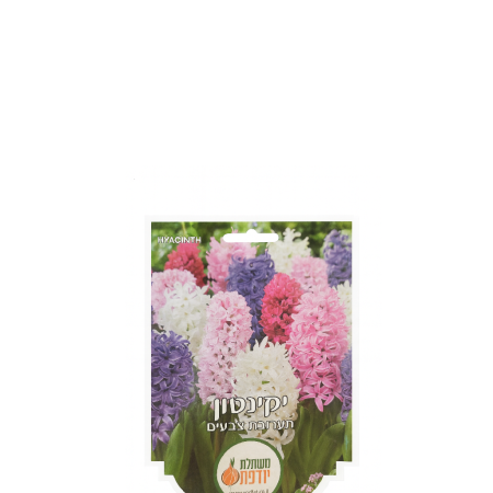 פקעות יקינתון תערובת צבעים