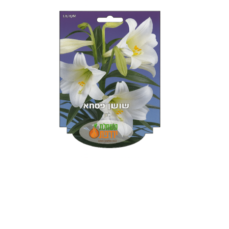 שושן פסחא - שושן צחור