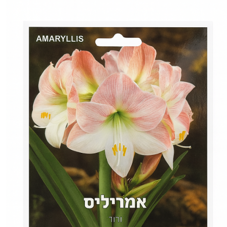 אמריליס ורוד