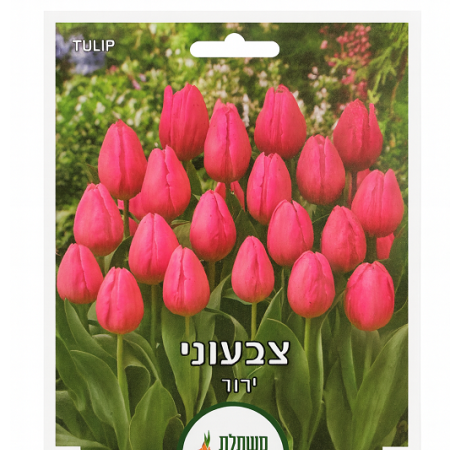 פקעות טוליפ