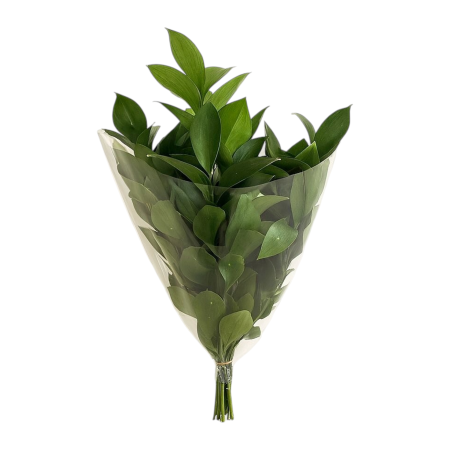 ענפי רוסקוס