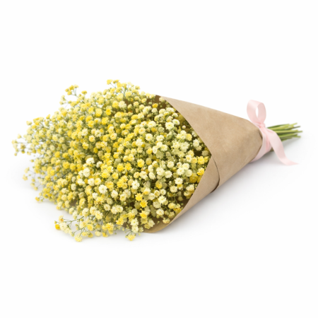 באנץ' גיבסנית צהובה