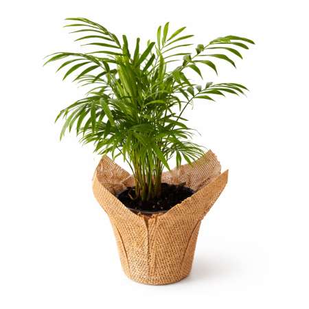 חמדוריאה - דקל ננסי