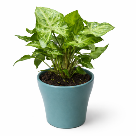 עציץ סינגוניום