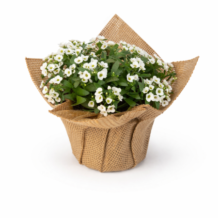 עציץ לבולריה